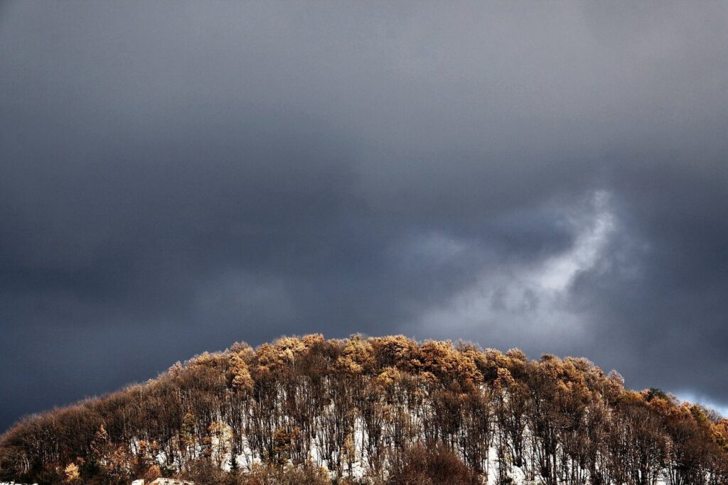 Photo: Turi Distefano / Wikimedia Commons, CC BY-SA 4.0 (https://creativecommons.org/licenses/by-sa/4.0), https://commons.wikimedia.org/wiki/File:Etna,_23_agosto_2012.jpg Etna birch forest in autumn, Monti Sartorius area