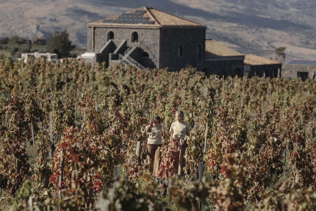 Photo © Palmento Costanzo, courtesy of the winery Palmento Costanzo vineyards in autumn