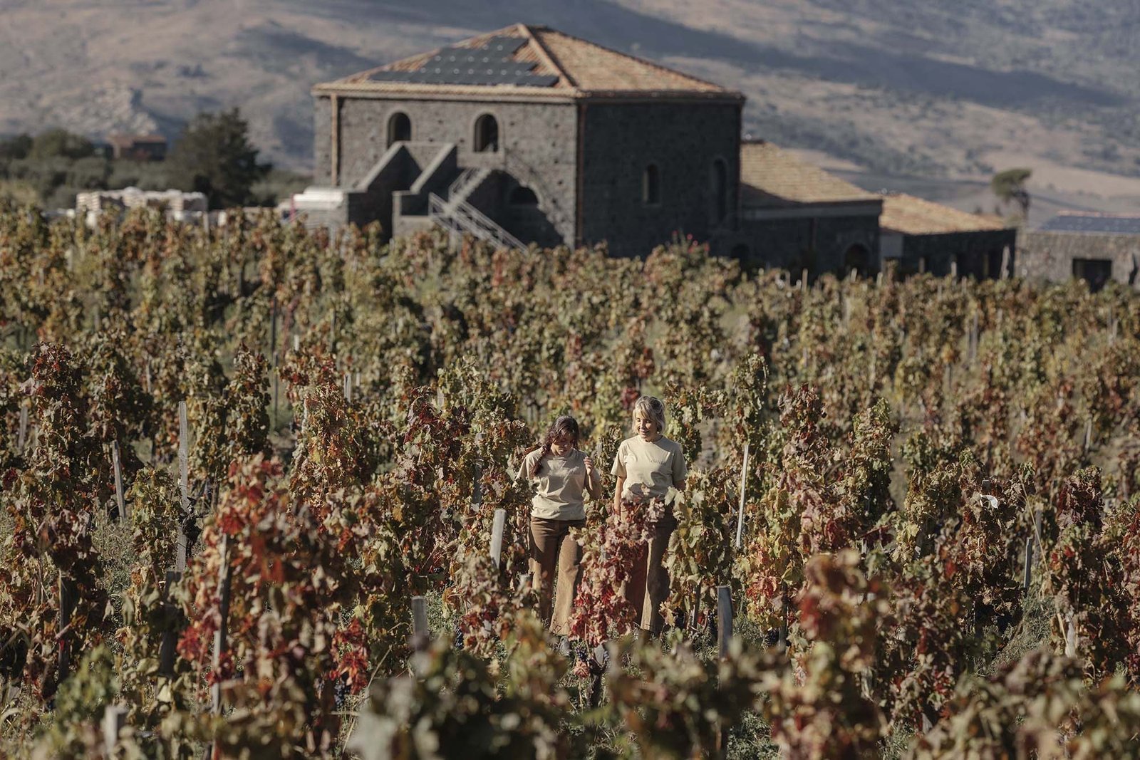 Palmento Costanzo vineyards in autumn